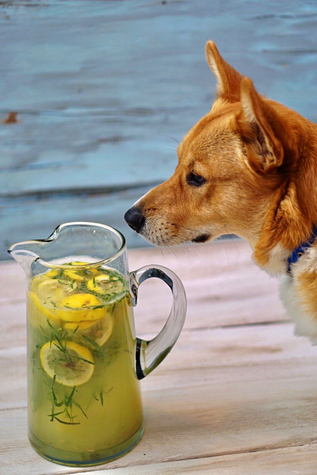 Tarragon Gin Lemonade exists on a higher plane than other gin and lemon cocktails. Its slight anise flavor enhances the lemon and highlights the herbaceous tones of the gin. Add in a bit of Elderflower and the result is a bright, crisp cocktail that is perfect for a hot summer’s evening!~By Wet Whistle Drinks by Darla Bentley